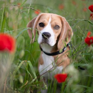 Wie süß posiert Beaglemädchen Chelsea eigentlich im Mohn? 😍 Dein Hund kann das auch beziehungsweise hättest du gerne schöne Porträts im Mohnfeld von deinem Hund und dir gemeinsam? 🐶🌺 Dann melde dich schnell bei mir und wir halten die letzten Mohnblüten des Jahres gemeinsam fest. 📷😉
☎️ 0650/9208311
📧 celia@wau-effekt.at
💻 www.wau-effekt.at 

#mohn #mohnblüte #beagle #beagleimmohn #hundeliebe #beagleliebe #mohnfeld #asten #tierfotografie #hundefotografie #hundeportät #waueffekt