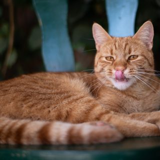 🐱 Happy Weltkatzentag! 🐱

#hildefonso #katzenliebe #gingercat #cat #weltkatzentag #katze #tierfotografie #katzenfotografie #waueffekt