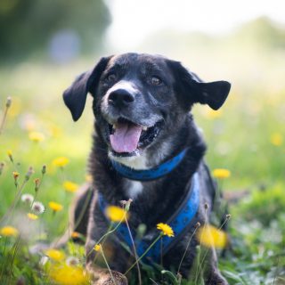 Einfach den Sommer genießen ☀️ und mir den Wind um die Ohren wehen lassen – das ist mein Motto für die nächsten zwei Wochen. ⛱🇺🇸 Ich mache Urlaub und bin erst ab 9. September wieder erreichbar. 👋 

#urlaub #hundefotografie #tierfotografie #pause #sommergeniessen #tierfotografin #amerika #reise #nikond850 #waueffekt