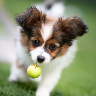 Tagesprogramm heute: Fotos bearbeiten und Äpfel klauben! 🍎 
Ich freu mich trotzdem über eure Anfragen oder Anmeldungen zum Fotoworkshop. 😉

#most #apfelsaft #apfelernte #apfel #hundefotografie #hundeliebe #papillons #papillonswelpe #babyhund #fotoworkshop #fotoworkshopfüranfänger #nikond850 #waueffekt