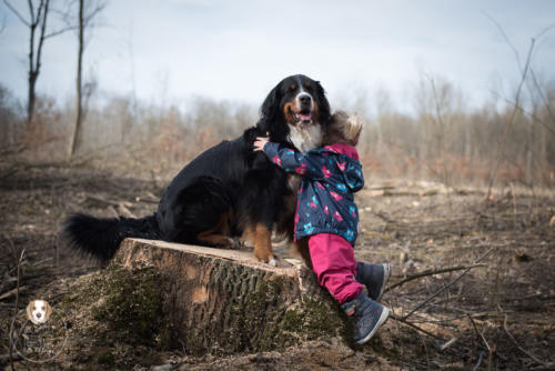 Hundefotografie mit Wau-Effekt