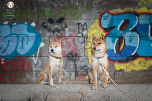 Hundefotografie mit Wau-Effekt