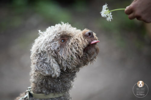 Hundefotografie mit Wau-Effekt