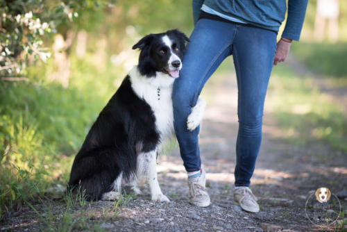 Hundefotografie mit Wau-Effekt