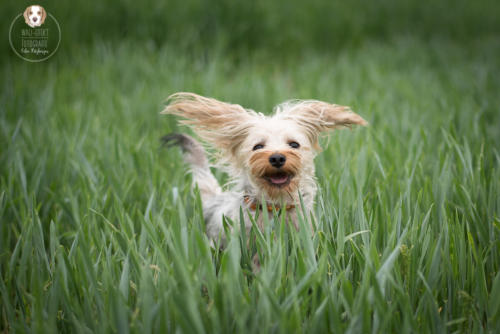 Hundefotografie mit Wau-Effekt