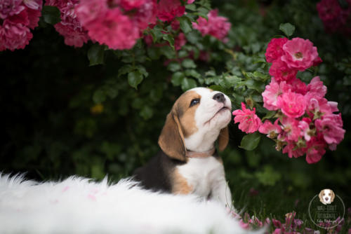 Hundefotografie mit Wau-Effekt