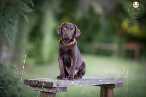 Hundefotografie mit Wau-Effekt