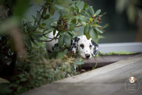 Hundefotografie mit Wau-Effekt