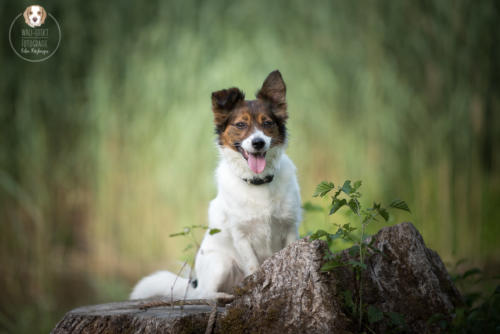 Hundefotografie mit Wau-Effekt