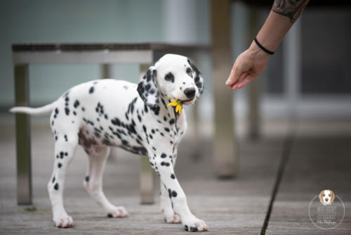 Hundefotografie mit Wau-Effekt