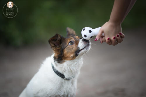 Hundefotografie mit Wau-Effekt