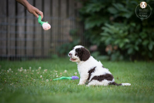 Hundefotografie mit Wau-Effekt