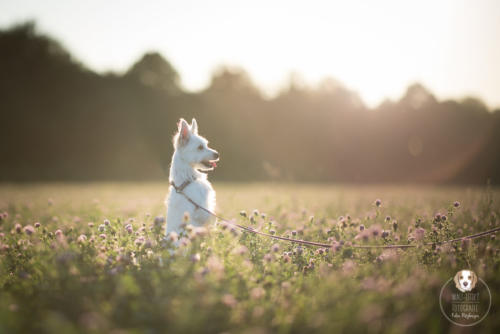 Hundefotografie mit Wau-Effekt