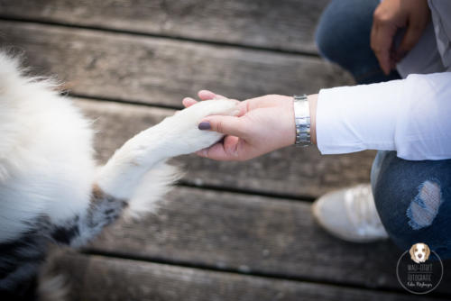 Hundefotografie mit Wau-Effekt