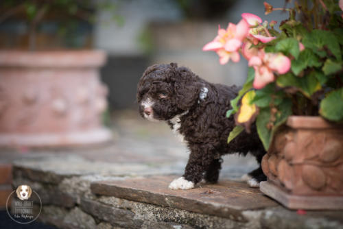 Hundefotografie mit Wau-Effekt