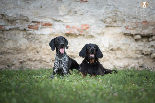 Hundefotografie mit Wau-Effekt