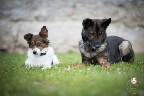 Hundefotografie mit Wau-Effekt