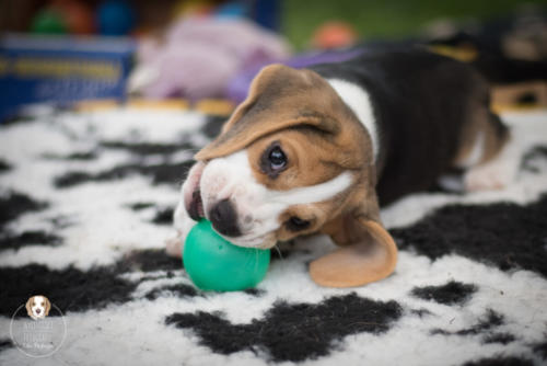 Hundefotografie mit Wau-Effekt