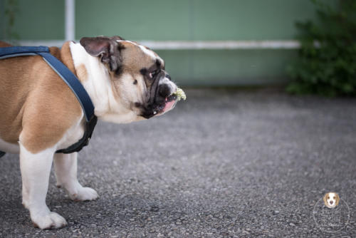 Hundefotografie mit Wau-Effekt