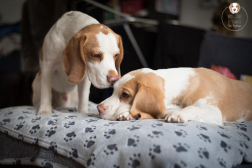 Hundefotografie mit Wau-Effekt