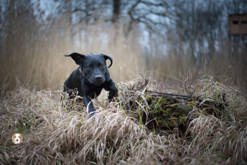 Hundefotografie mit Wau-Effekt