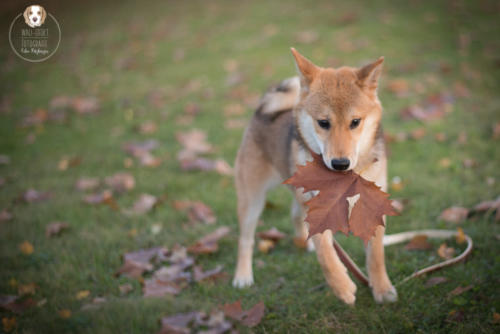 Hundefotografie mit Wau-Effekt